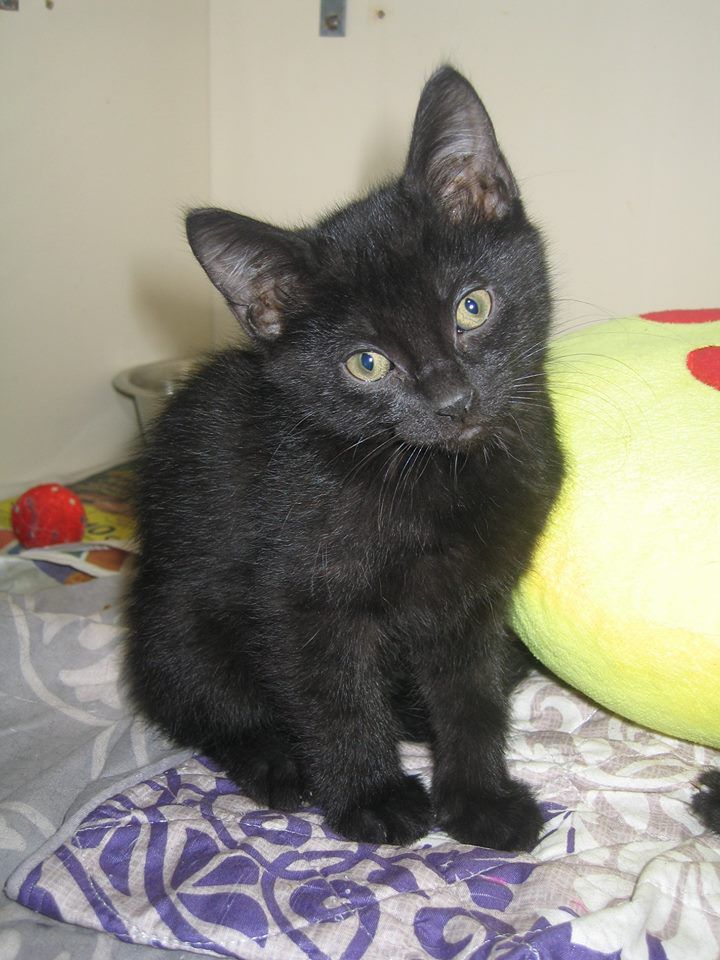 Black cats